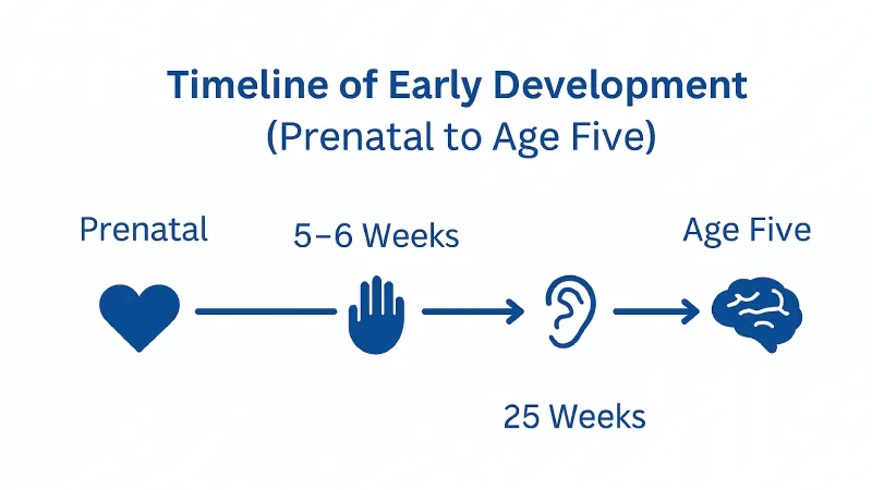 Timeline of early child development from prenatal stage to age five, showing icons of heart, hand, ear, and brain to represent emotional, physical, and cognitive growth